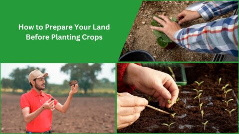 Planting